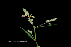 Alysicarpus glumaceus